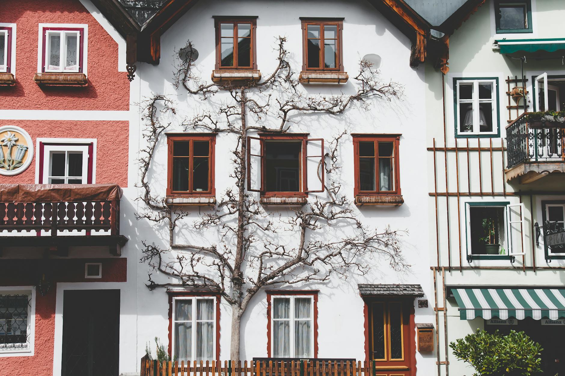 Fasada tradycyjnych domów z pnączami w Hallstatt w Austrii