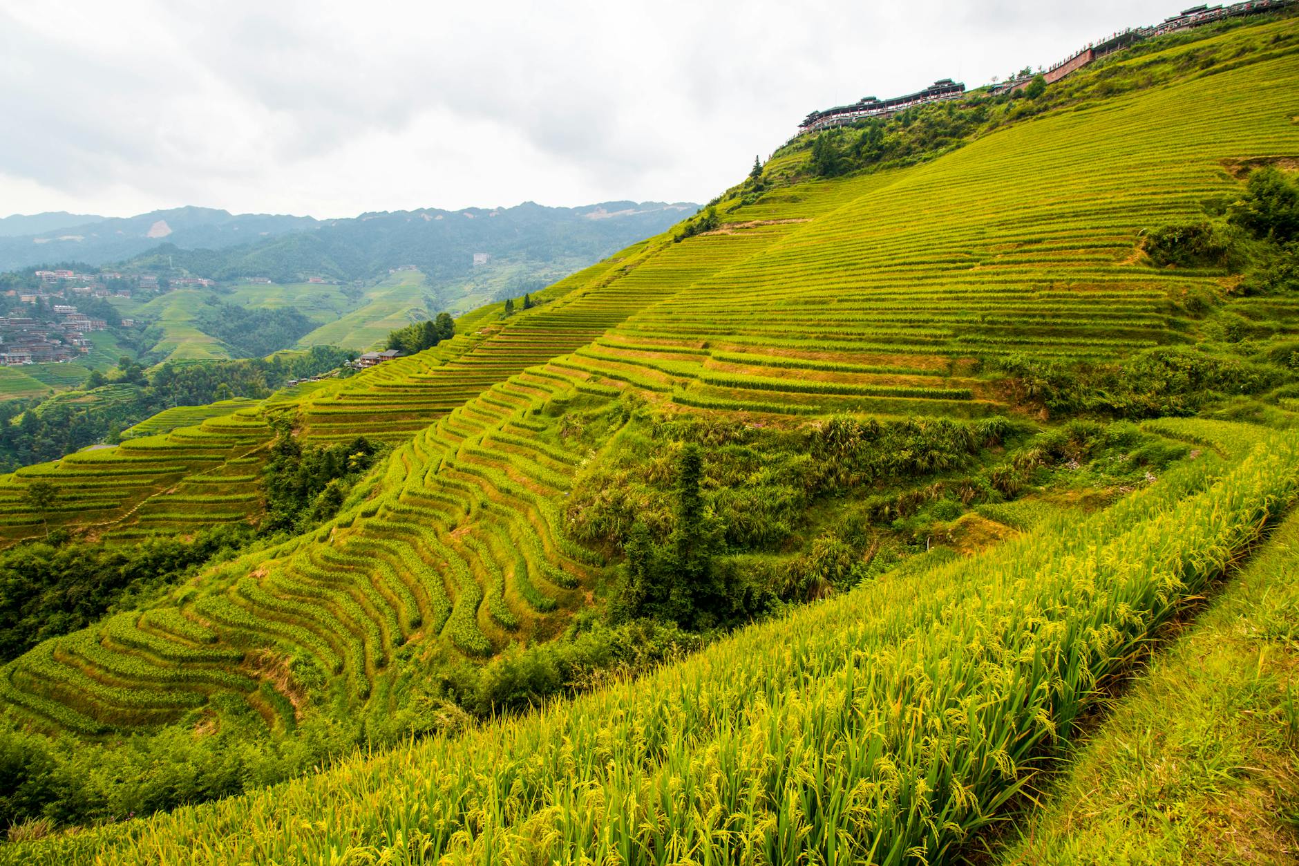Zielone tarasy ryżowe w Guilin w prowincji Guangxi w Chinach