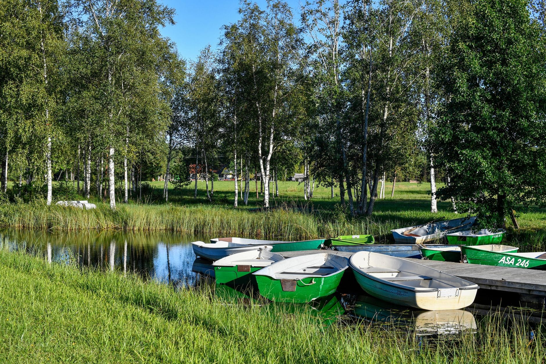 Drewniane łódki przy pomoście wśród brzóz latem w Espoo, Finlandia