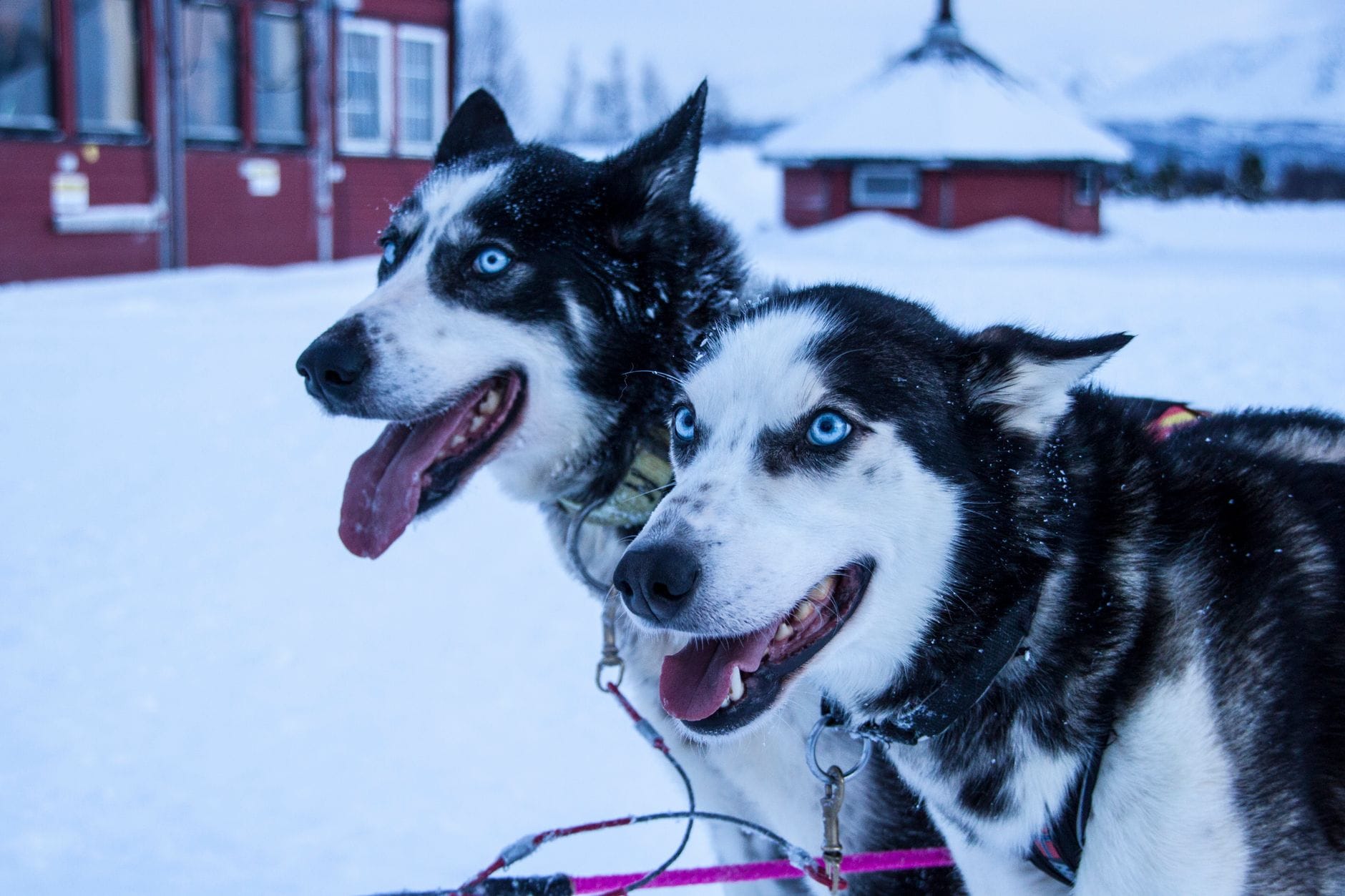 Dwa husky o niebieskich oczach stojące w śniegu podczas wyprawy